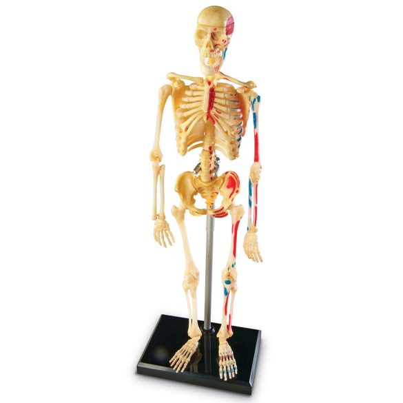 Biológai Modell Puzzle - Az Emberi Csontváz (Learning Resources, LER3337)